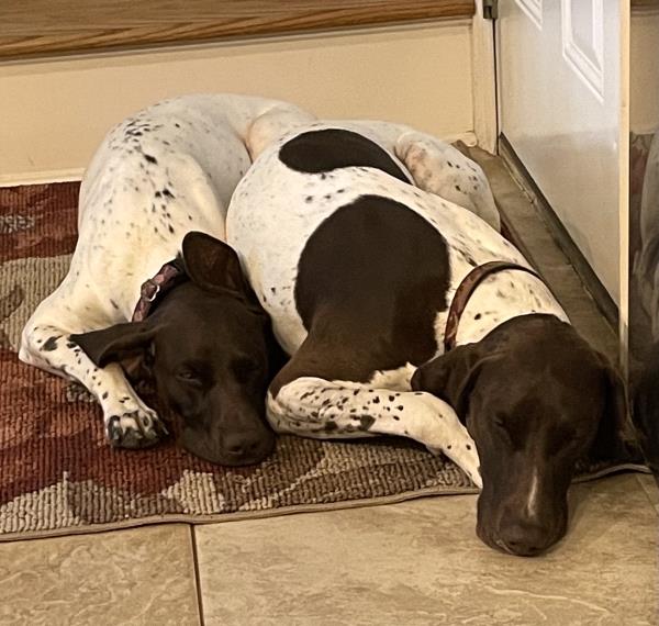/images/uploads/southeast german shorthaired pointer rescue/segspcalendarcontest2021/entries/21931thumb.jpg